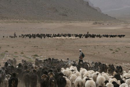 Transhumance avec les nomades au Maroc