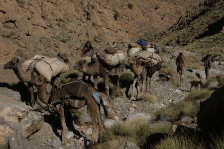 Transhumance avec les nomades au Maroc