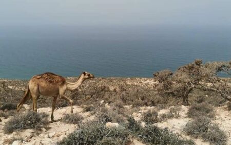 Maroc de l’Atlas à l’Atlantique