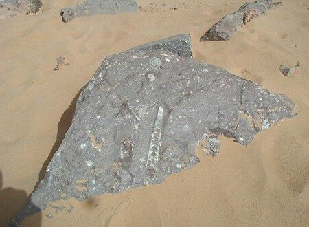 Fossiles du Maroc