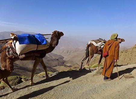 Transhumance avec les nomades du Maroc du Saghro au Haut-Atlas