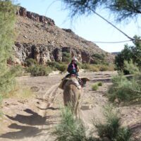 Excursions aux chevaux